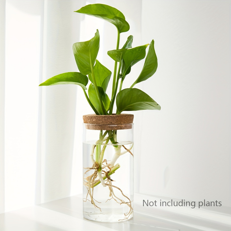 1pc, Hydroponics Plants Deskto - đánh giá và giá Plant Growth Regulator