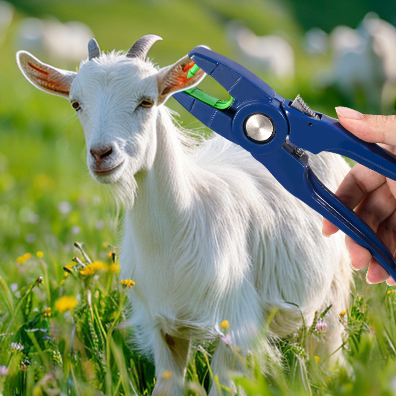 100pcs Integrated Sheep Ear Ta - đánh giá và giá Livestock Ear Tag