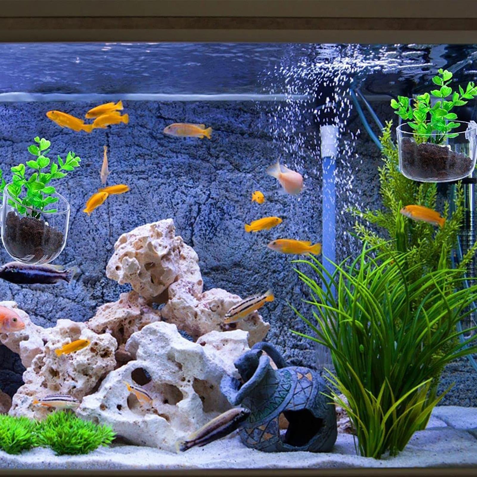 Aquatic Plant Pot Clear Acryli - đánh giá và giá Plant Growth Regulator