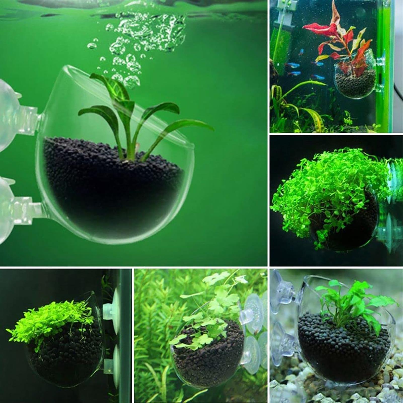 Aquatic Plant Pot Acrylic Aqua - đánh giá và giá Plant Growth Regulator