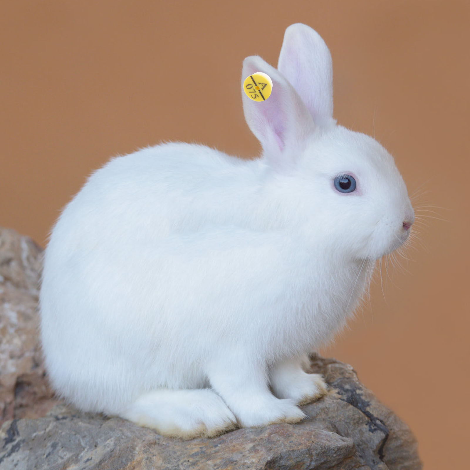 50Pcs Rabbit Ear Tags Fade Res - đánh giá và giá Livestock Ear Tag